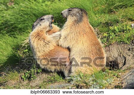 Stock Image - Alpine Marmot (Marmota marmota), Alpine Marmot. Fotosearch