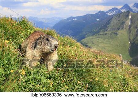 Alpine Marmot (Marmota marmota), Alpine Marmot View Large Photo Image Stock Photograph - Alpine Marmot (Marmota marmota), Alpine Marmot. Fotosearch