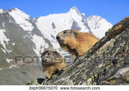 Alpine Marmot (Marmota marmota) in front of Großglockner View Large Photo Image Stock Image - Alpine Marmot (Marmota marmota) in front of Großglockner. Fotosearch