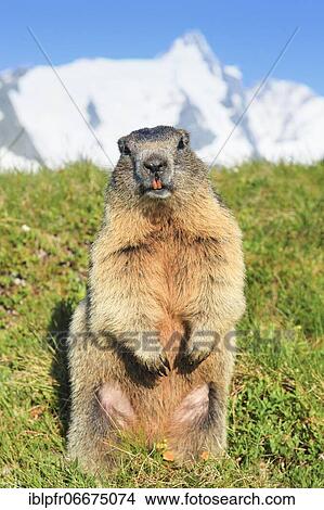 Picture - Alpine Marmot (Marmota marmota). Fotosearch