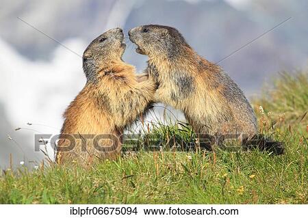 Picture - Alpine Marmot (Marmota marmota). Fotosearch