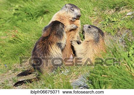 Stock Image - Alpine Marmot (Marmota marmota). Fotosearch