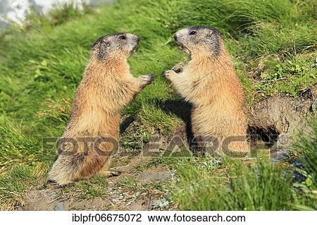 Alpine Marmot (Marmota marmota) View Large Photo Image Stock Image - Alpine Marmot (Marmota marmota). Fotosearch
