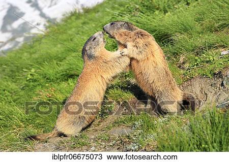 Alpine Marmot (Marmota marmota) View Large Photo Image Stock Image - Alpine Marmot (Marmota marmota). Fotosearch