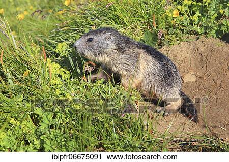 Stock Image - Alpine Marmot (Marmota marmota). Fotosearch