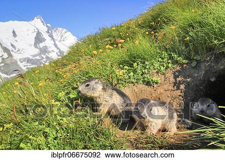 Alpine Marmot (Marmota marmota) View Large Photo Image Stock Image - Alpine Marmot (Marmota marmota). Fotosearch