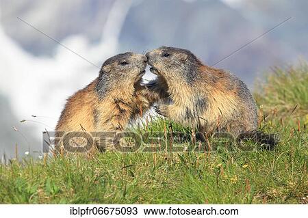 Alpine Marmot (Marmota marmota) View Large Photo Image Stock Image - Alpine Marmot (Marmota marmota). Fotosearch