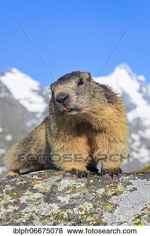 Stock Photo - Alpine Marmot (Marmota marmota). Fotosearch