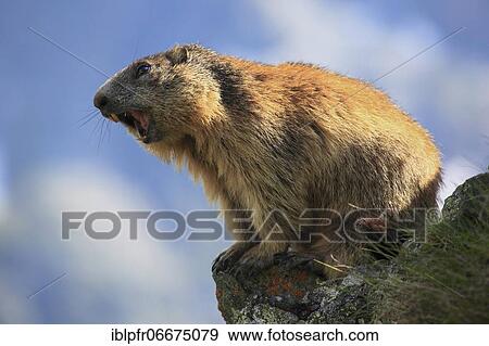 Stock Photo - Alpine Marmot (Marmota marmota). Fotosearch