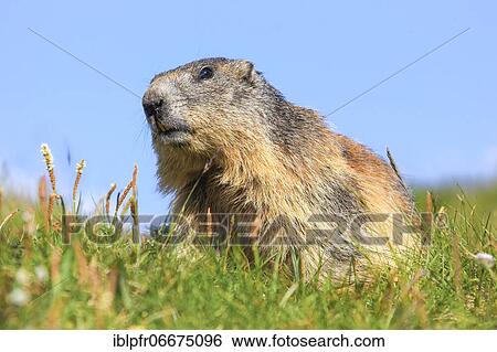 Stock Photograph - Alpine Marmot (Marmota marmota). Fotosearch