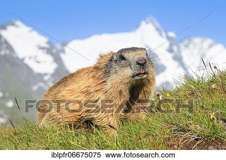 Alpine Marmot (Marmota marmota) View Large Photo Image Stock Photography - Alpine Marmot (Marmota marmota). Fotosearch