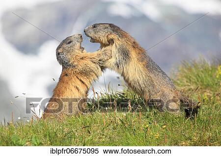 Alpine Marmot (Marmota marmota) View Large Photo Image Stock Photography - Alpine Marmot (Marmota marmota). Fotosearch