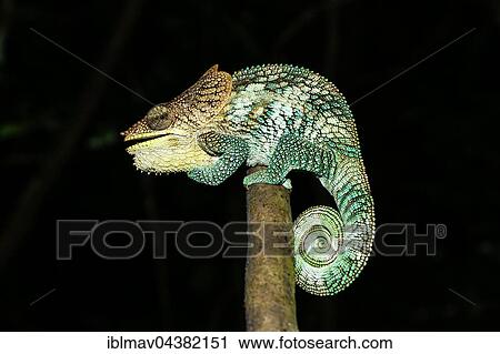 Stock Image - Amber Mountain chameleon (Calumma amber), male, Amber Mountain National Park, northern Madagascar, Madagascar, Africa. Fotosearch