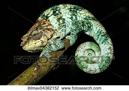 Amber Mountain chameleon (Calumma amber), male, Amber Mountain National Park, northern Madagascar, Madagascar, Africa View Large Photo Image Stock Image - Amber Mountain chameleon (Calumma amber), male, Amber Mountain National Park, northern Madagascar, Madagascar, Africa. Fotosearch