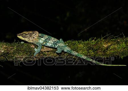 Amber Mountain chameleon (Calumma amber), male, Amber Mountain National Park, northern Madagascar, Madagascar, Africa View Large Photo Image Stock Image - Amber Mountain chameleon (Calumma amber), male, Amber Mountain National Park, northern Madagascar, Madagascar, Africa. Fotosearch