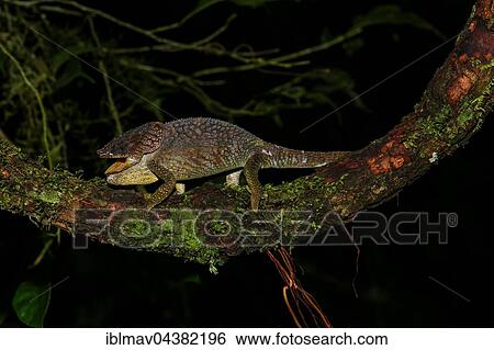 Amber Mountain chameleon (Calumma amber), male, Amber Mountain National Park, Madagascar, Africa View Large Photo Image Stock Photograph - Amber Mountain chameleon (Calumma amber), male, Amber Mountain National Park, Madagascar, Africa. Fotosearch