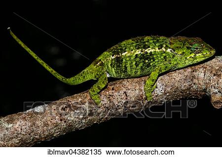 Amber Mountain chameleon (Calumma amber), female, Amber Mountain National Park, northern Madagascar, Madagascar, Africa View Large Photo Image Stock Photography - Amber Mountain chameleon (Calumma amber), female, Amber Mountain National Park, northern Madagascar, Madagascar, Africa. Fotosearch