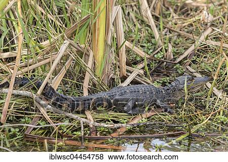 American alligator (Alligator mississippiensis), juvenile in the reeds, Everglades National Park, Florida, USA, North America View Large Photo Image Stock Photo - American alligator (Alligator mississippiensis), juvenile in the reeds, Everglades National Park, Florida, USA, North America. Fotosearch