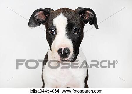 American Staffordshire Terrier, puppy, female, 8 weeks, black and white View Large Photo Image Picture - American Staffordshire Terrier, puppy, female, 8 weeks, black and white. Fotosearch