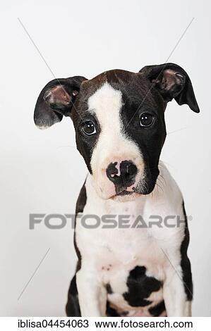 American Staffordshire Terrier, puppy, female, 8 weeks, black and white View Large Photo Image Stock Image - American Staffordshire Terrier, puppy, female, 8 weeks, black and white. Fotosearch