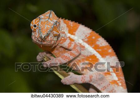 Stock Photo - Angel's chameleon (Furcifer angeli) on branch, extremely rare, dry forest, northwestern Madagascar, Madagascar, Africa. Fotosearch