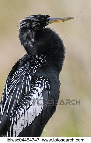 Stock Photo - Anhinga (Anhinga anhinga), Florida, Everglades, USA, North America. Fotosearch