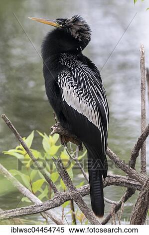 Anhinga (Anhinga anhinga), perched on branch, Florida, Everglades, USA, North America View Large Photo Image Stock Photography - Anhinga (Anhinga anhinga), perched on branch, Florida, Everglades, USA, North America. Fotosearch