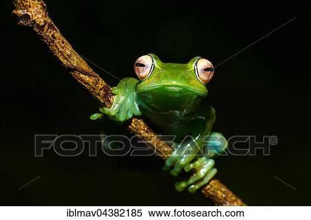 Ankafana bright-eyed frog (Boophis luteus), siren frog, Amber Mountain National Park, Diana, Madagascar, Africa View Large Photo Image Stock Photography - Ankafana bright-eyed frog (Boophis luteus), siren frog, Amber Mountain National Park, Diana, Madagascar, Africa. Fotosearch