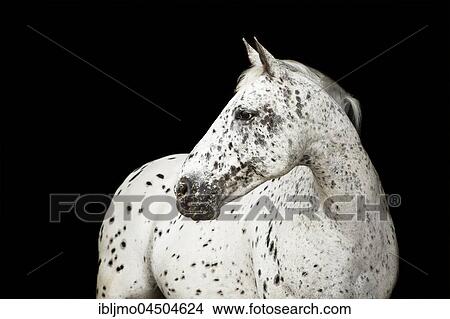 Appaloosa-Mix, horse View Large Photo Image Picture - Appaloosa-Mix, horse. Fotosearch