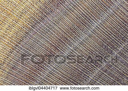 Apple, apple wood, polished, cross section of the trunk, photomicrograph, doubled in size View Large Photo Image Stock Photo - Apple, apple wood, polished, cross section of the trunk, photomicrograph, doubled in size. Fotosearch