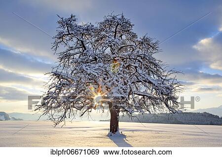 Stock Photo - Apple tree (Malus), f., apple tree, in winter, Switzerland, Europe. Fotosearch