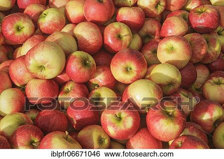 Apples on the farm, Switzerland, Europe View Large Photo Image Stock Photograph - Apples on the farm, Switzerland, Europe. Fotosearch
