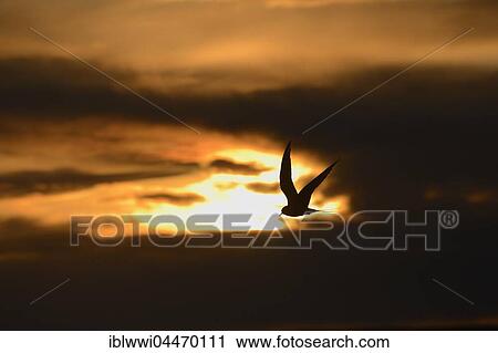 Arctic Tern (Sterna paradisaea) in flight, midnight sun, Varanger, Norway, Europe View Large Photo Image Stock Image - Arctic Tern (Sterna paradisaea) in flight, midnight sun, Varanger, Norway, Europe. Fotosearch