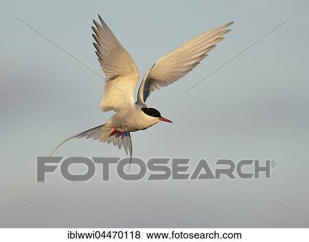 Arctic Tern (Sterna paradisaea) in flight, Varanger, Norway, Europe View Large Photo Image Stock Photo - Arctic Tern (Sterna paradisaea) in flight, Varanger, Norway, Europe. Fotosearch