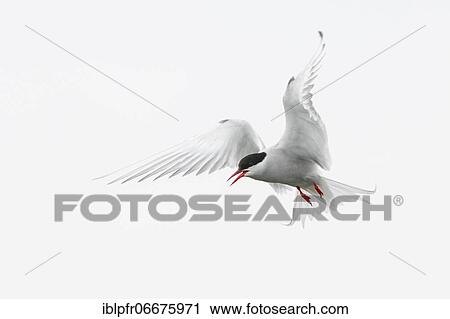 Arctic Tern (Sterna paradisaea) View Large Photo Image Stock Image - Arctic Tern (Sterna paradisaea). Fotosearch