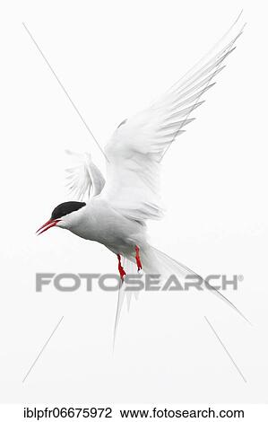 Stock Image - Arctic Tern (Sterna paradisaea). Fotosearch