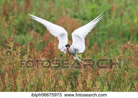 Stock Image - Arctic Tern (Sterna paradisaea). Fotosearch