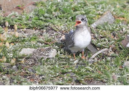 Arctic Tern (Sterna paradisaea) View Large Photo Image Stock Photo - Arctic Tern (Sterna paradisaea). Fotosearch