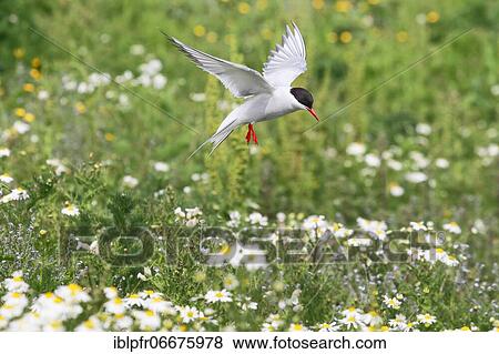 Arctic Tern (Sterna paradisaea) View Large Photo Image Stock Photo - Arctic Tern (Sterna paradisaea). Fotosearch