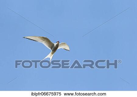 Arctic Tern (Sterna paradisaea) View Large Photo Image Stock Photography - Arctic Tern (Sterna paradisaea). Fotosearch