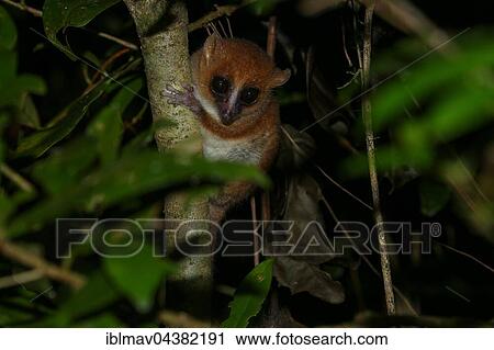 Arnhold's mouse lemur or Montagne d'Ambre mouse lemur (Microcebus arnholdi), Amber Mountain National Park, northern Madagascar, Madagascar, Africa View Large Photo Image Stock Image - Arnhold's mouse lemur or Montagne d'Ambre mouse lemur (Microcebus arnholdi), Amber Mountain National Park, northern Madagascar, Madagascar, Africa. Fotosearch