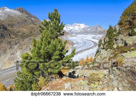 Arve, Great Aletsch Glacier and Wannenhörner, Valais, Switzerland, Europe View Large Photo Image Stock Photo - Arve, Great Aletsch Glacier and Wannenhörner, Valais, Switzerland, Europe. Fotosearch