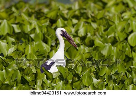Asian openbill (Anastomus oscitans) among water hyacinths (Anastomus oscitans), Mae Wong National Park, Kamphaeng Phet, Thailand, Asia View Large Photo Image Stock Image - Asian openbill (Anastomus oscitans) among water hyacinths (Anastomus oscitans), Mae Wong National Park, Kamphaeng Phet, Thailand, Asia. Fotosearch