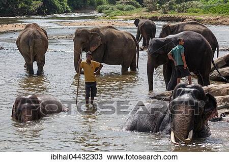 Asian or Asiatic elephants (Elephas maximus), herd bathing in Maha Oya River, keepers or mahouts nearby, Pinnawala Elephants Orphanage, Pinnawala, Central Province, Sri Lanka, Asia View Large Photo Image Stock Image - Asian or Asiatic elephants (Elephas maximus), herd bathing in Maha Oya River, keepers or mahouts nearby, Pinnawala Elephants Orphanage, Pinnawala, Central Province, Sri Lanka, Asia. Fotosearch