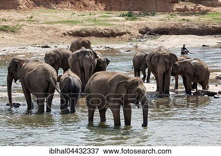Stock Photo - Asian or Asiatic elephants (Elephas maximus), herd bathing in Maha Oya River, Pinnawala Elephants Orphanage, Pinnawala, Central Province, Sri Lanka, Asia. Fotosearch
