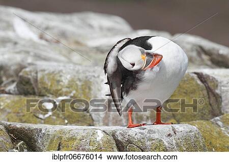Atlantic puffin (Fratercula arctica) View Large Photo Image Picture - Atlantic puffin (Fratercula arctica). Fotosearch