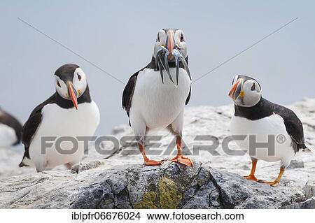 Atlantic Puffin (Fratercula arctica) View Large Photo Image Picture - Atlantic Puffin (Fratercula arctica). Fotosearch