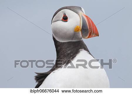 Atlantic Puffin (Fratercula arctica) View Large Photo Image Picture - Atlantic Puffin (Fratercula arctica). Fotosearch