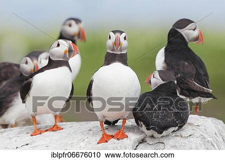 Atlantic Puffin (Fratercula arctica) View Large Photo Image Stock Image - Atlantic Puffin (Fratercula arctica). Fotosearch