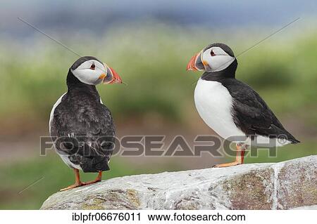Stock Image - Atlantic puffin (Fratercula arctica). Fotosearch